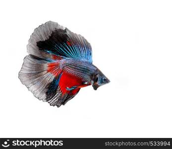 Multi-color betta fish, siamese fighting fish on white background. Multi-color betta fish