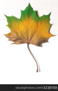 Multi-Colored Autumn Leaf