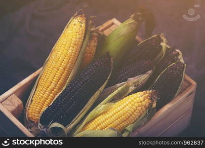 Multi-colored corn in the basket