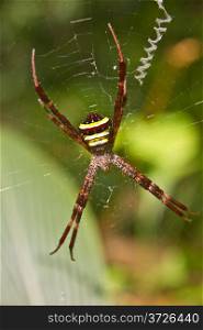Multi-coloured Argiope Spider, beauty insect on web in forest