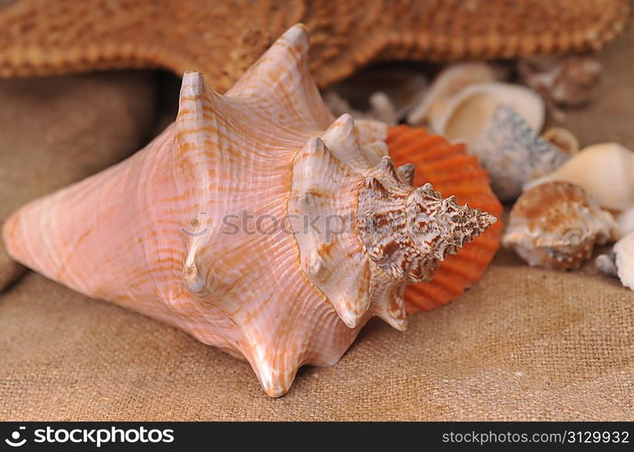 Multi-coloured beautiful sea cockleshells and starfish