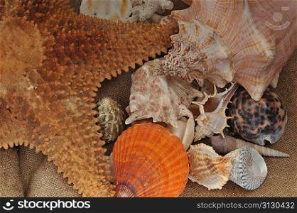 Multi-coloured beautiful sea cockleshells and starfish