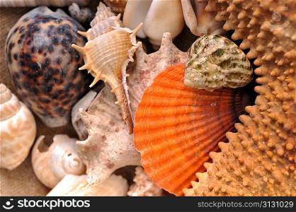 Multi-coloured beautiful sea cockleshells and starfish