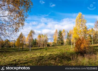Multicolor colors of autumn forest with orange bushes and yellow dry grass.