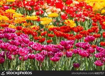 Multicolor spring tulips natural background