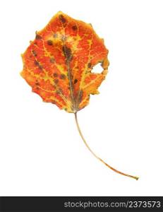 Multicolored autumn aspen leaf. Autumn leaves of aspen isolated. Quaking aspen leaf isolated on white