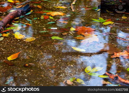 multicolored autumn leaves at the puddle background