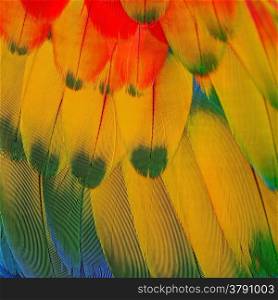 Multicolored bird feathers, Scarlet Macaw feathers texture background