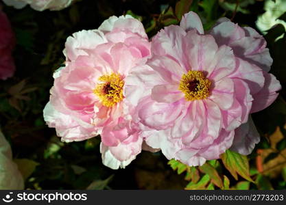 Multicolored Bouquet of Roses as Background