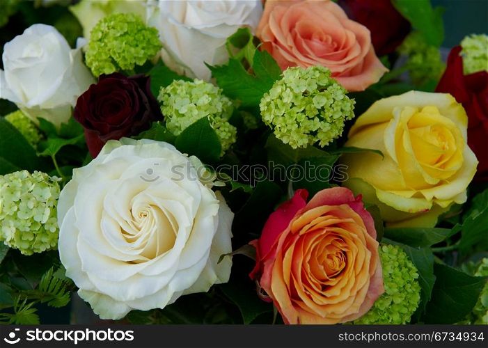 Multicolored Bouquet of Roses as Background