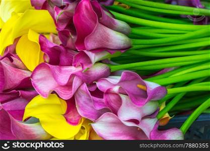 Multicolored calla lily flower, floral pattern, abstract background