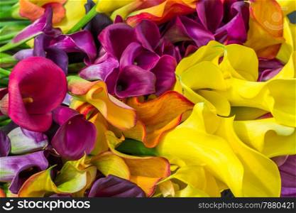 Multicolored calla lily flower, floral pattern, abstract background