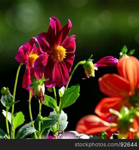 Multicolored Dahlias on the dark green blurry background