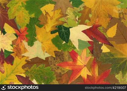 Multicolored fallen leaf background