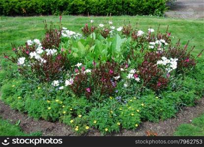 Multicolored flower bed by a lawn in summertime