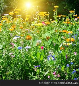 Multicolored flowerbed in park on sunny morning