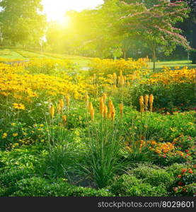 Multicolored flowerbed in park on sunny morning