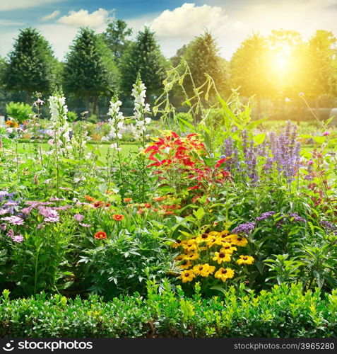 Multicolored flowerbed in park. Sunrise.