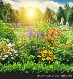 Multicolored flowerbed in park. Sunrise.