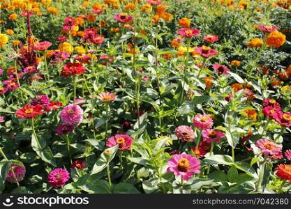 multicolored flowers of zinnia. multicolored flowers of zinnia in the garden