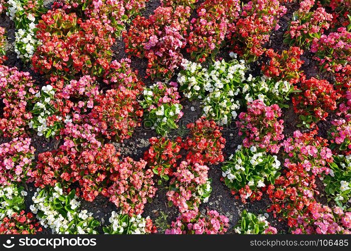 Multicolored flowers on flowerbed. Floral background. Top view.