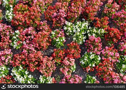 Multicolored flowers on flowerbed. Floral background. Top view.