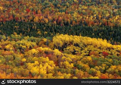 Multicolored Forest