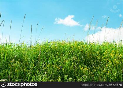 multicolored grass meadow and blue sky
