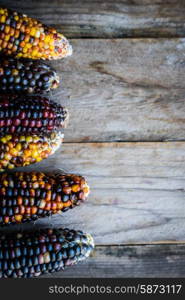 Multicolored indian corn on rustic wooden background