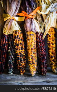 Multicolored indian corn on rustic wooden background