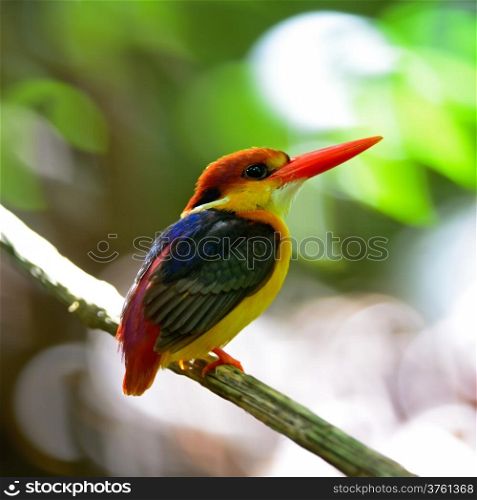 Multicolored Kingfisher bird, Black-backed Kingfisher (Ceyx erithacus), back profile