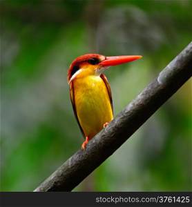 Multicolored Kingfisher bird, Black-backed Kingfisher (Ceyx erithacus), breast profile