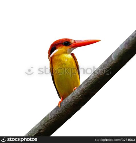 Multicolored Kingfisher bird, Black-backed Kingfisher (Ceyx erithacus), breast profile, isolated on a white background