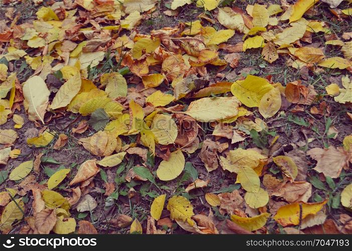Multicolored leaves on the ground