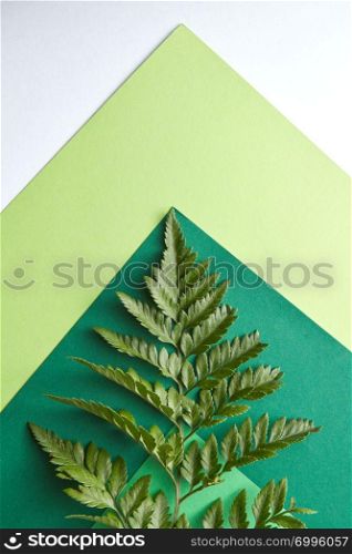 Multicolored pattern of green tones with a fern leaf on a gray background with a copy of the spaciousness. Creative composition as a layout. Flat lay. Fern leaf on a multi-colored green cardboard around a gray background with copy space. Natural composition as a background for your ideas. Flat lay