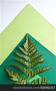 Multicolored pattern of green tones with a fern leaf on a gray background with a copy of the spaciousness. Creative composition as a layout. Flat lay. Fern leaf on a multi-colored green cardboard around a gray background with copy space. Natural composition as a background for your ideas. Flat lay
