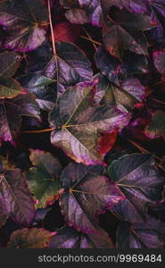             multicolored plant leaves in the nature