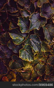                                multicolored plant leaves in the nature