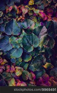  multicolored plant leaves in the nature