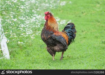 Multicolored rooster in the garden with fresh green grass and white flowers