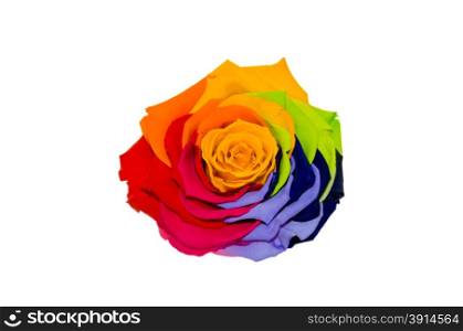 Multicolored roses isolated on the white.