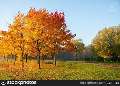 Multicolored trees and bushes in the autumn park. Sunny, very beautiful autumn forest