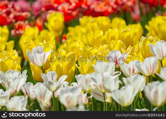 Multicolored tulips blooming in the spring park
