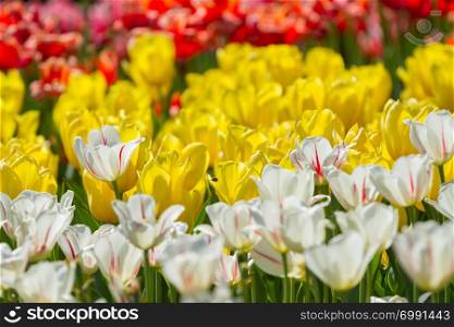 Multicolored tulips blooming in the spring park