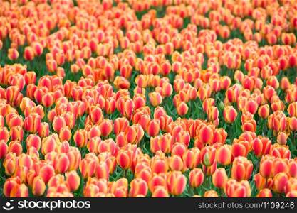 Multicolored tulips field in the Netherlands. Horizontal shot
