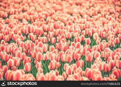 Multicolored tulips field in the Netherlands. Horizontal shot