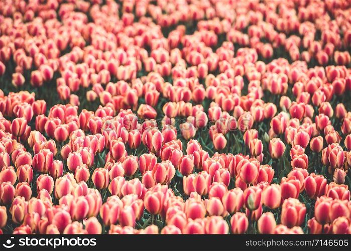 Multicolored tulips field in the Netherlands. Horizontal shot
