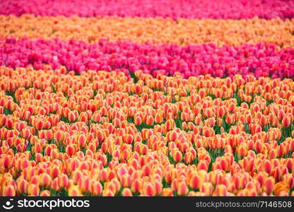 Multicolored tulips field in the Netherlands. Horizontal shot