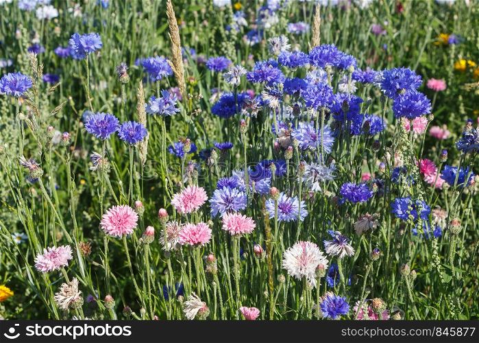 Multicolored variations flowers in a field during summer