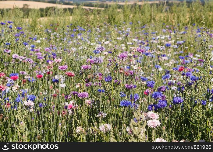 Multicolored variations flowers in a field during summer